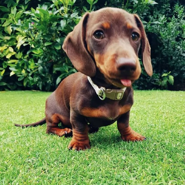 cuccioli di bassotto sani e ben addestrati per l'adozione gratuita | Foto 0