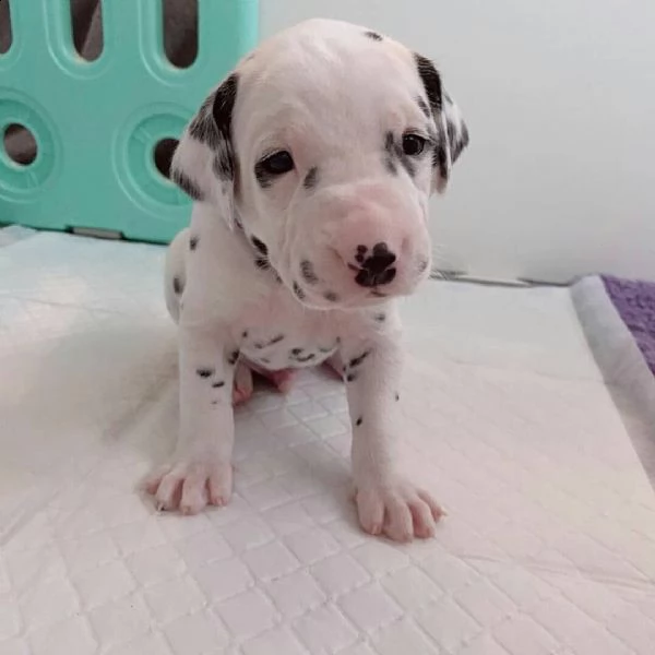 cuccioli dalmata in bianco e nero punteggiati in vendita.