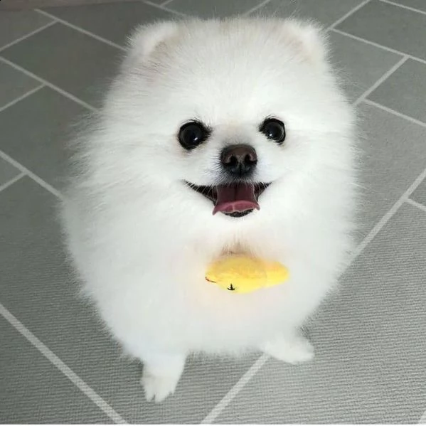 simpatici cuccioli di pomerania in adozione.
