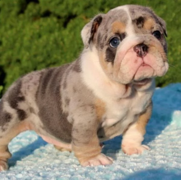 cuccioli di bulldog inglese super adorabili -