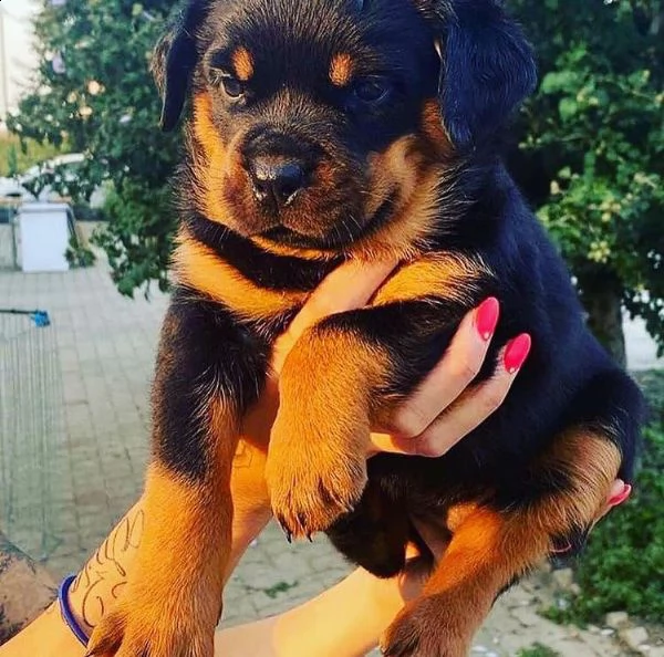 cuccioli di rotweiller ben addestrati per natale