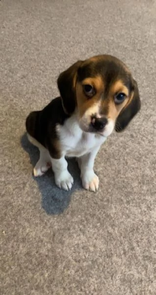 cucccioli  di beagle taglia picolo