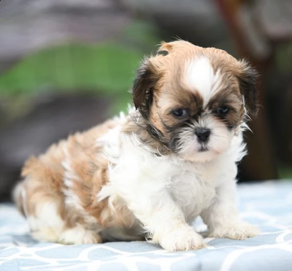 bellissimi cuccioli imperiali di shih tzu per l'adozione