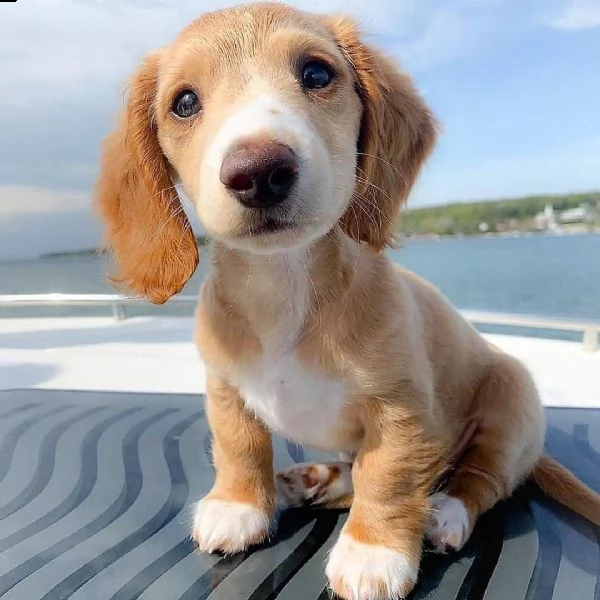 cuccioli di bassotto sani e ben addestrati per l'adozione gratuita