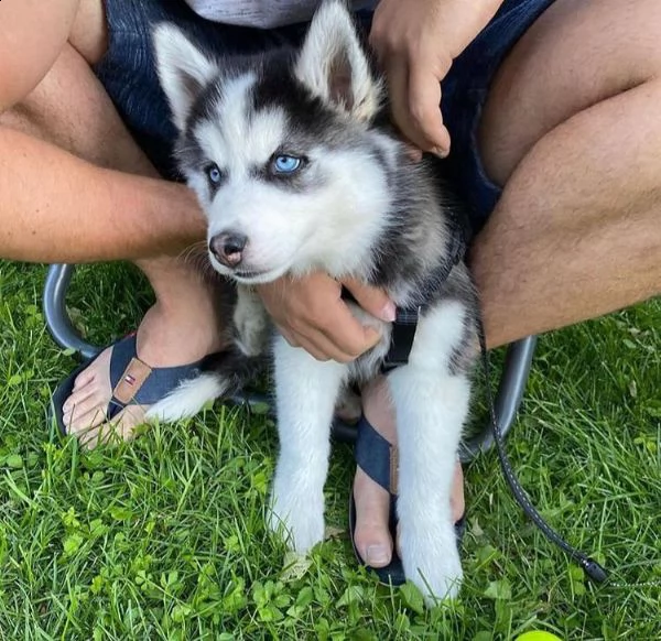 bellissimi cuccioli di husky siberiano.
