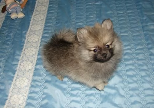 pomerania pomerania