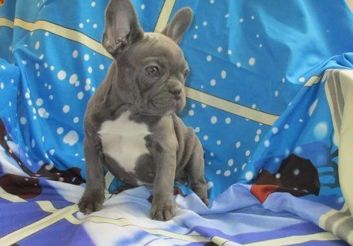 cucciolo di bulldog francese | Foto 0