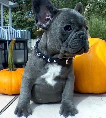 cucciolo di bulldog francese