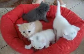 bkh british shorthair