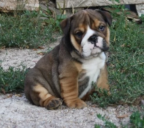 cucciolo di bulldog inglese