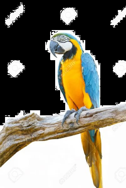 affascinante che comunica ara pappagalli coppia di ara, ben socializzati e uccelli addomesticati. so