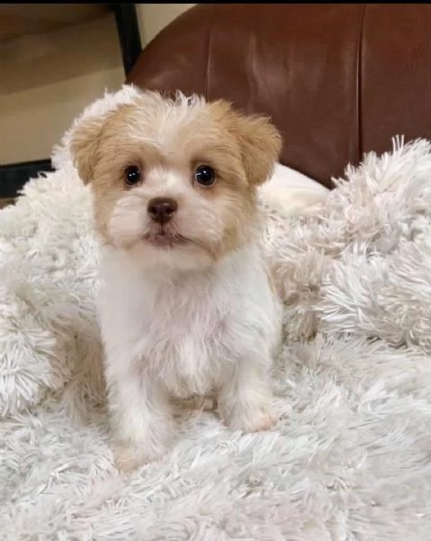  regalo bellissimi cuccioli allevati shih-tzu, colore bianco e nero. due e una feminuccia maschietti
