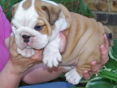 bulldog inglese cuccioli per adozione,, andare solo in una casa di bene che sono disposti ad adottar
