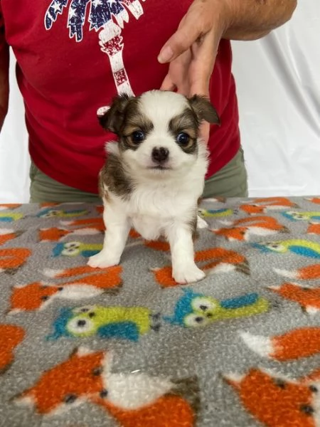 regalo cuccioli di chihuahua mini toy