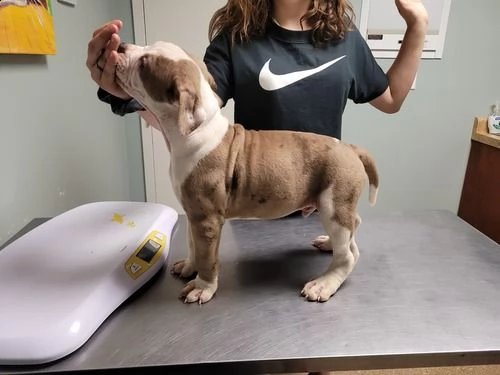 regalo cuccioli pitbull per natale