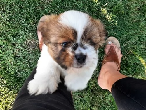 regalo cuccioli di shitzu per natale