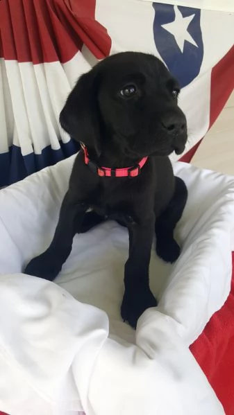 regalo bellissimi cuccioli di labrador per natale