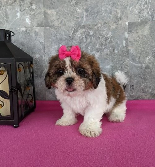 regalo cuccioli di shitzu per natale