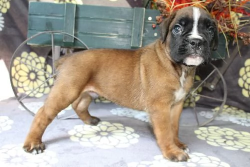 regalo cuccioli di boxer per natale