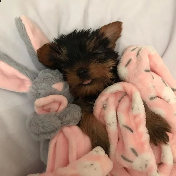 belllissimi cuccioli di yorkshire terrier | Foto 5