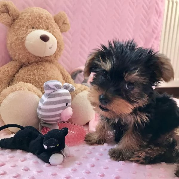 belllissimi cuccioli di yorkshire terrier | Foto 2