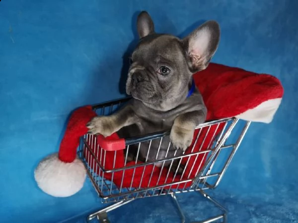 splendidi cuccioli bouledogue francese  | Foto 4
