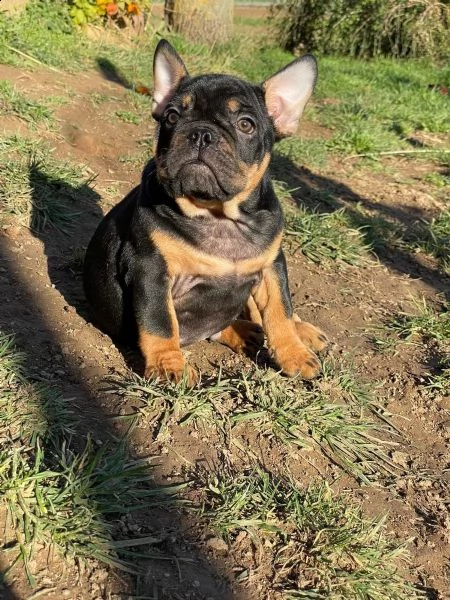 splendidi cuccioli bouledogue francese  | Foto 3