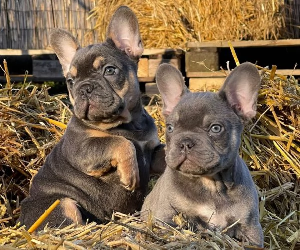 splendidi cuccioli bouledogue francese  | Foto 2