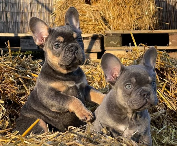 splendidi cuccioli bouledogue francese  | Foto 1