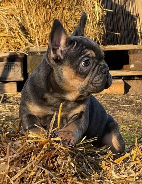 splendidi cuccioli bouledogue francese 
