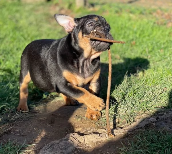 splendidi cuccioli bouledogue francese  | Foto 0