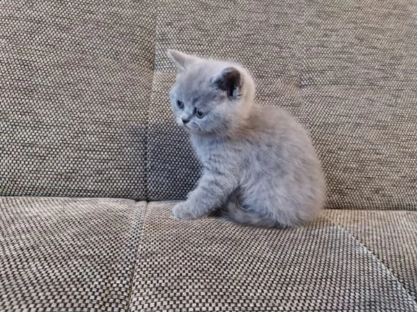 british shorthair | Foto 0