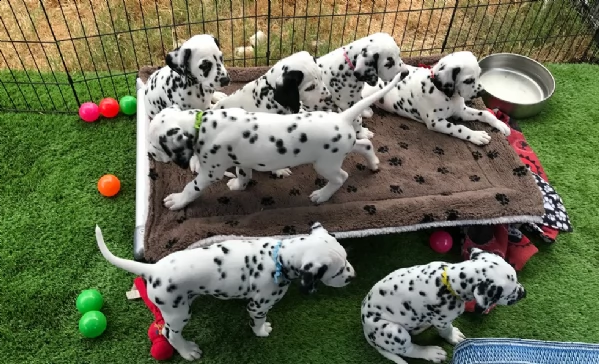  super cuccioli di damata | Foto 1