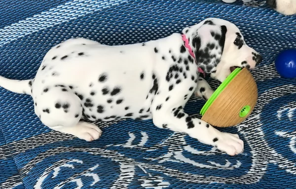  super cuccioli di damata | Foto 0