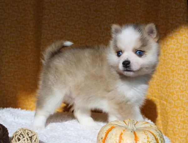 regalo cuccioli di razza siberiano husky consegna con il libretto sanitario,  il michrochip, vaccina