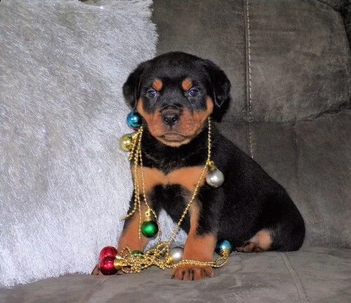 regalo cuccioli di tipo rottweiler con i capelli corti per natale