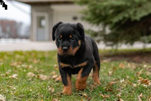 regalo cucciolo di rottweiler con un cappotto duro per natale