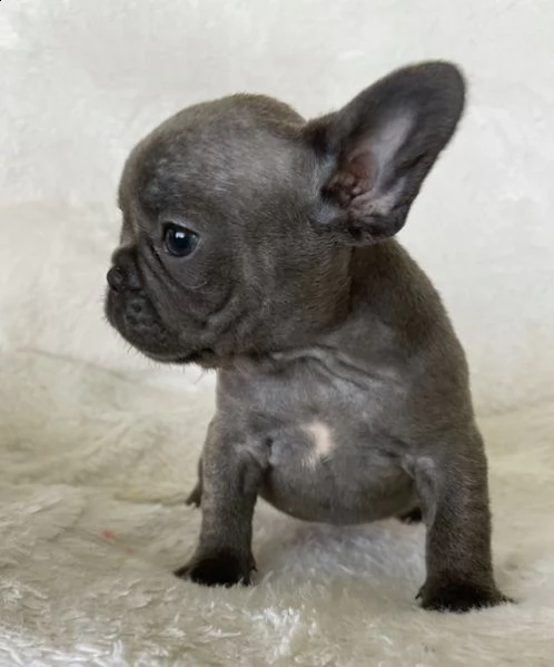 regalo bulldog frances meravigliosi per natale