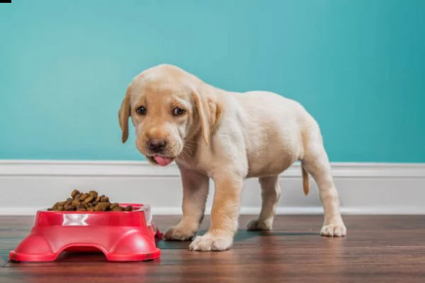 cuccioli di labrador retriever per l'adozione - 13 settimane di vita