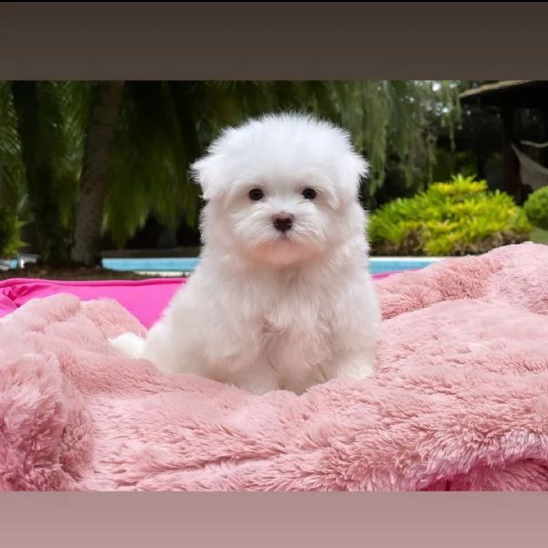 regalo cuccioli di razza maltese consegna con il libretto sanitario,  il michrochip, vaccinati e sve