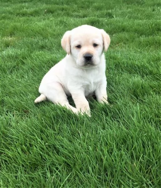 labrador cuccioli introvabili cuccioli di labrador albicoca intelligenti e dolcissimi attaccati al p