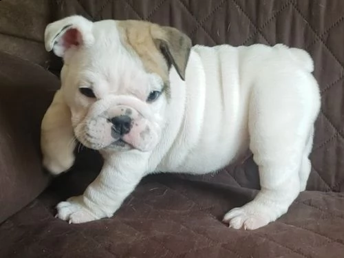 regalo bulldog inglese cuccioli con pedigree per natale