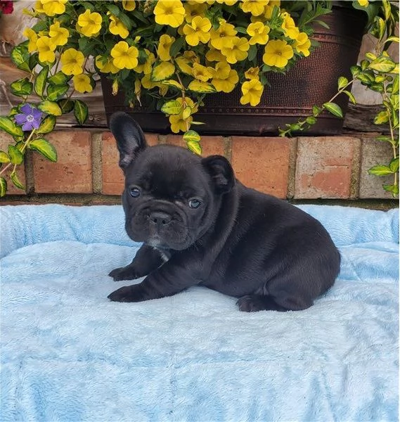 bulldog francese cuccioli