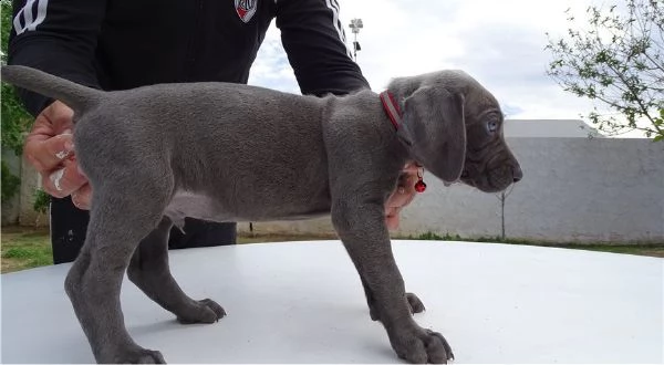 weimaraner cuccioli