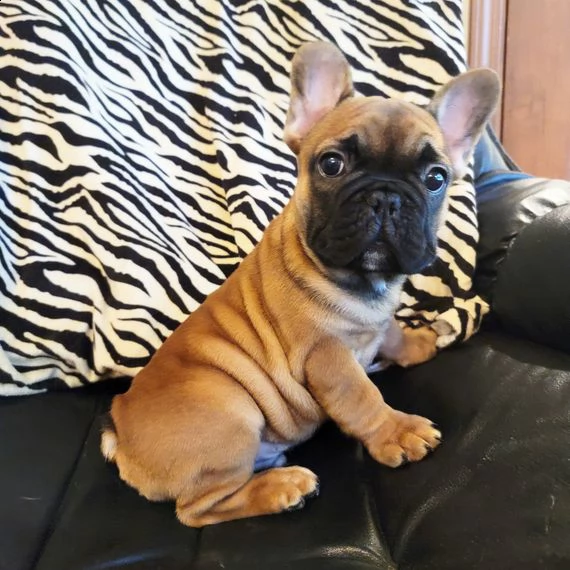 bulldog francese cuccioli per il reinserimento introvabili cuccioli di bulldog francese intelligenti