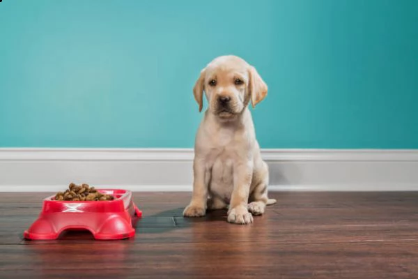 cuccioli di labrador retriever per l'adozione