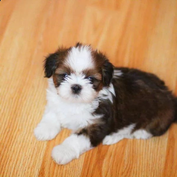 bellissimi cuccioli imperiali di shih tzu per l'adozione