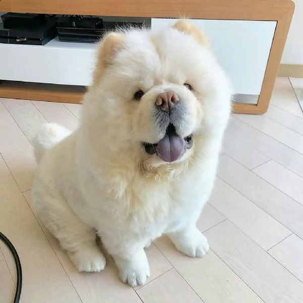 cuccioli di chow chow di qualità per l'adozione.