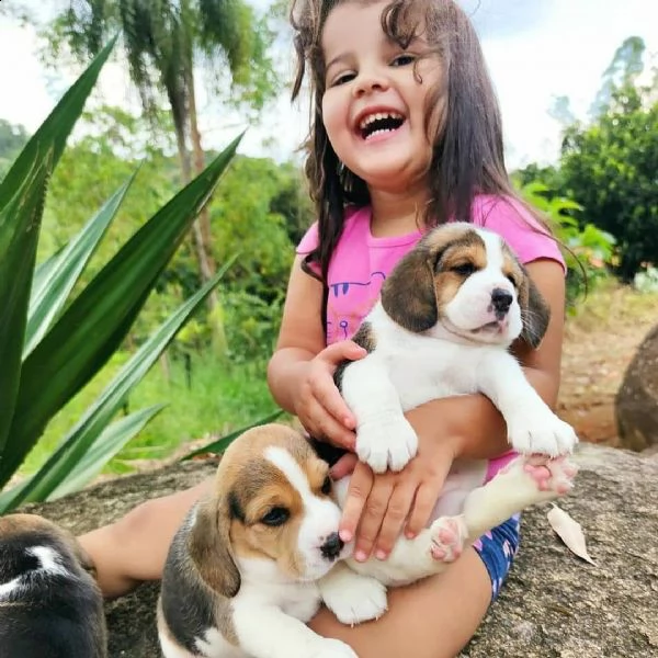 cuccioli di beagle