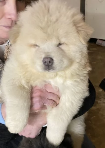 regalo cuccioli di chow chow per natale